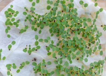 Швидкий старт: як правильно пророщувати насіння у паперовому рушнику