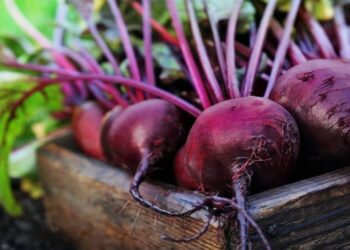 Свеклу можно сварить за 15 минут: хитрый трюк, который спасет вам кучу времени