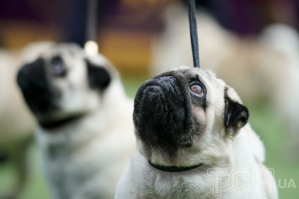Топ-7 порід собак, які ідеально підійдуть родинам з маленькими дітьми