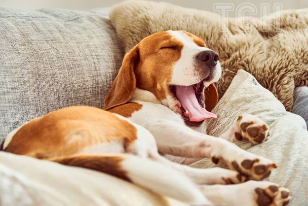 Топ-7 порід собак, які ідеально підійдуть родинам з маленькими дітьми