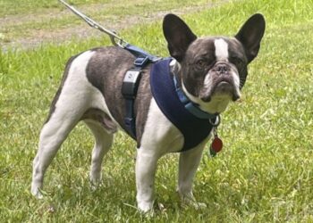 Топ-7 порід собак, які ідеально підійдуть родинам з маленькими дітьми