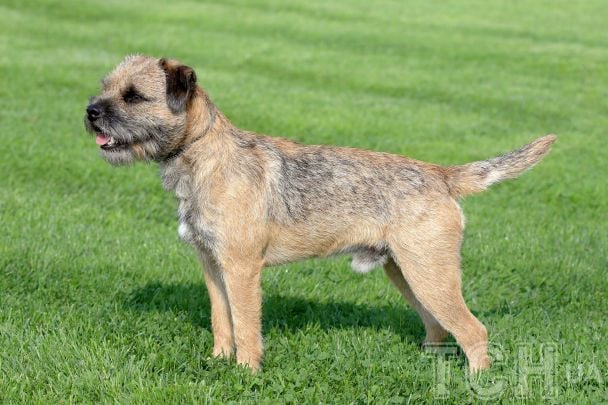 Топ-7 порід собак, які ідеально підійдуть родинам з маленькими дітьми