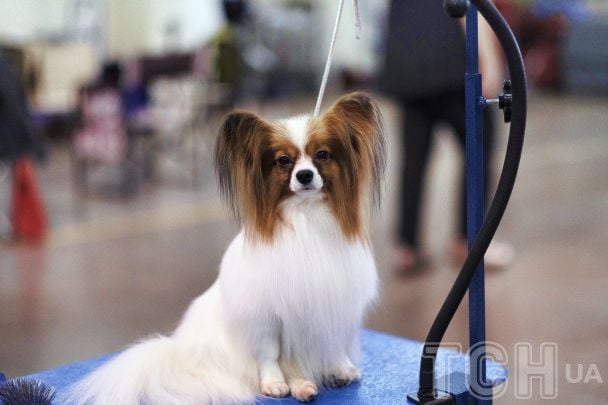 Топ-7 порід собак, які найлегше піддаються дресируванню