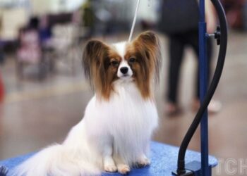 Топ-7 порід собак, які найлегше піддаються дресируванню