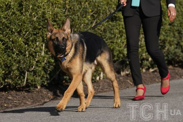 Топ-7 порід собак, які найлегше піддаються дресируванню