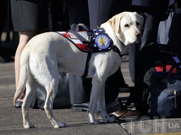 Топ-7 порід собак, які найлегше піддаються дресируванню