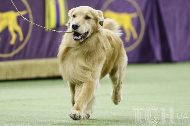 Топ-7 порід собак, які найлегше піддаються дресируванню