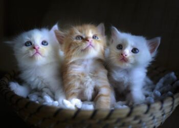 Топ-8 порід котів для сімей з маленькими дітьми