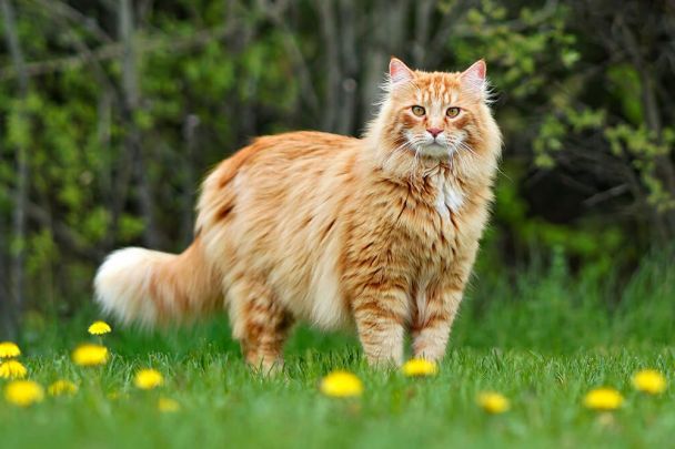 Топ-8 порід котів для сімей з маленькими дітьми