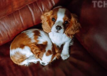 Виховання цуцика: кінолог розповів як, коли та за що його можна сварити