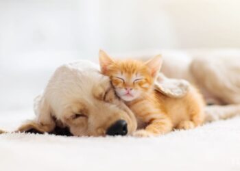 Зимова сплячка: чи правда, що коти та собаки більше сплять у холодну погоду