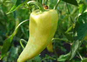 Втричі більший врожай без хімії: чим підживити перці і як правильно їх вирощувати