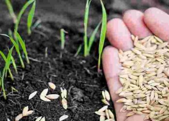 Які овочі і зелень треба сіяти першими навесні: поради агрономів