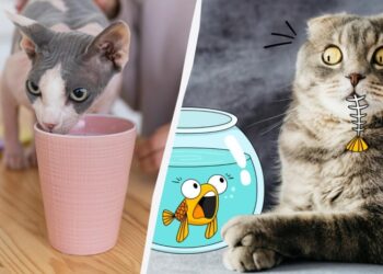 10 продуктів, які категорично не можна давати котам: ви здивуєтеся