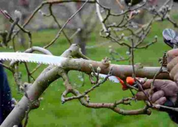 Весняне обрізання абрикоса принесе багатий врожай: як зробити його правильно