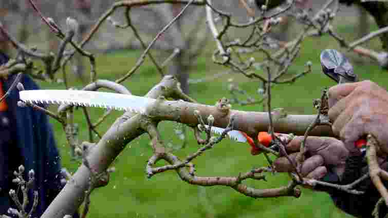 Весняне обрізання абрикоса принесе багатий врожай: як зробити його правильно