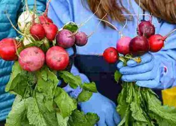 Посадіть редиску у ці дні для великого врожаю: коли і як правильно це зробити навесні