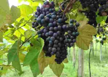 Як успішно посадити виноград у березні: особливості весняної посадки