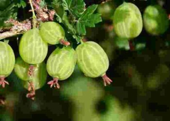 Чим обробити аґрус навесні: хвороби, які найчастіше вражають кущ і як з ними боротися