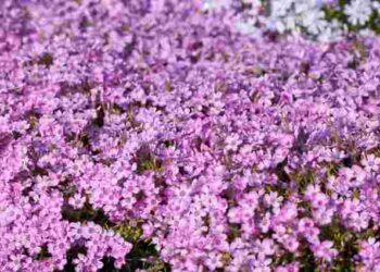 Які квіти можна сіяти на розсаду в березні: топ-7 рослин для красивого саду