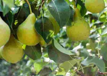 Секрети успішного садівництва: що садити біля груші для великого врожаю