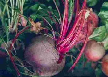 Як виростити солодкий буряк: що цьому заважає й основні поради