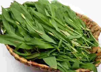 Чому черемша є вітамінною скринею для виснаженого після зими організму