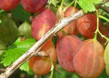 Як збільшити врожайність аґрусу вдвічі: спеціальні підживлення