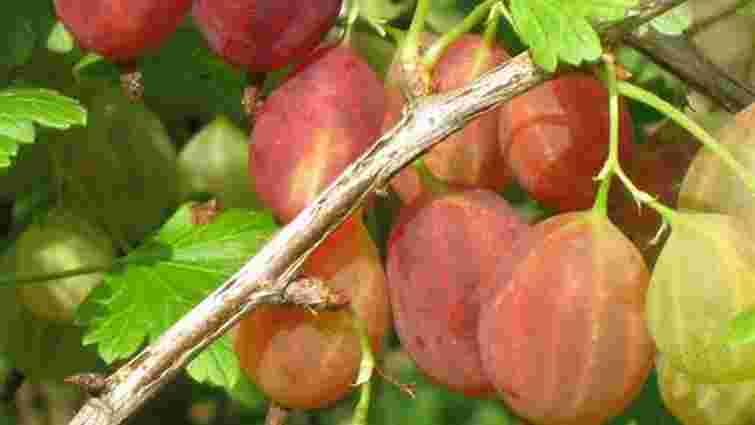 Як збільшити врожайність аґрусу вдвічі: спеціальні підживлення