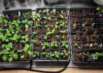 Пікірування чи пересадка: у чому різниця і що краще обрати для вашої розсади