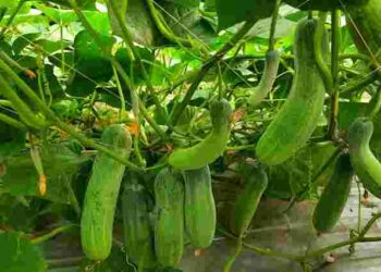 Врожайні, соковиті і хрумкі: 3 найкращі сорти огірків для посадки у 2025 році