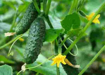 Як отримати ранній урожай огірків: дієві поради