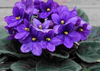 Як змусити фіалку квітнути дуже довго: 2 основні поради від садівників