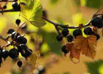 Зріжте дві гілки: як перевірити, чи буде урожай смородини після теплої зими