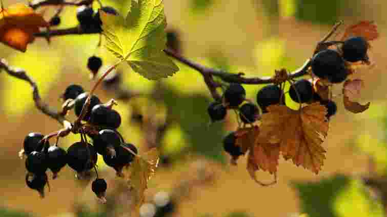 Зріжте дві гілки: як перевірити, чи буде урожай смородини після теплої зими