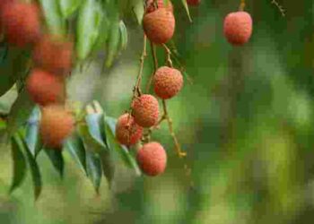 Як правильно чистити та їсти лічі: секрети екзотичного фрукта