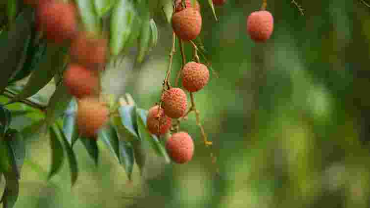 Як правильно чистити та їсти лічі: секрети екзотичного фрукта