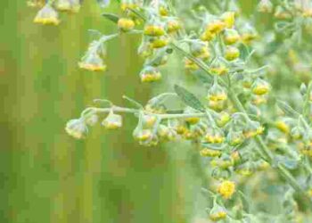 Одна ця рослина допоможе захистити сад від попелиці: безкоштовно і безпечно