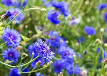 Що посіяти навколо стовбурів дерев, щоб відігнати попелиць: простий захист