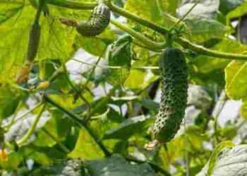 Чи варто садити огірки у теплицю вже в березні: переваги та недоліки