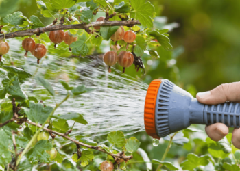 Чим підживити аґрус для гарного врожаю — корисні добрива