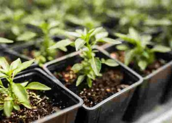 Як загартувати розсаду, щоб точно успішно пересадити її в ґрунт: покрокова інструкція