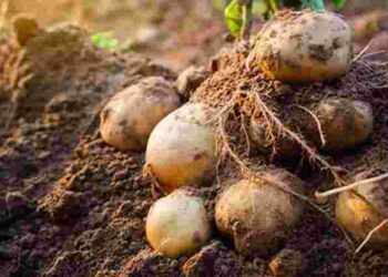 Як подвоїти врожай картоплі вже цього сезону: усе про японський метод посадки