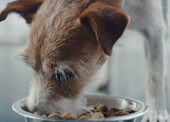 5 найтоксичніших харчових продуктів для вашого собаки