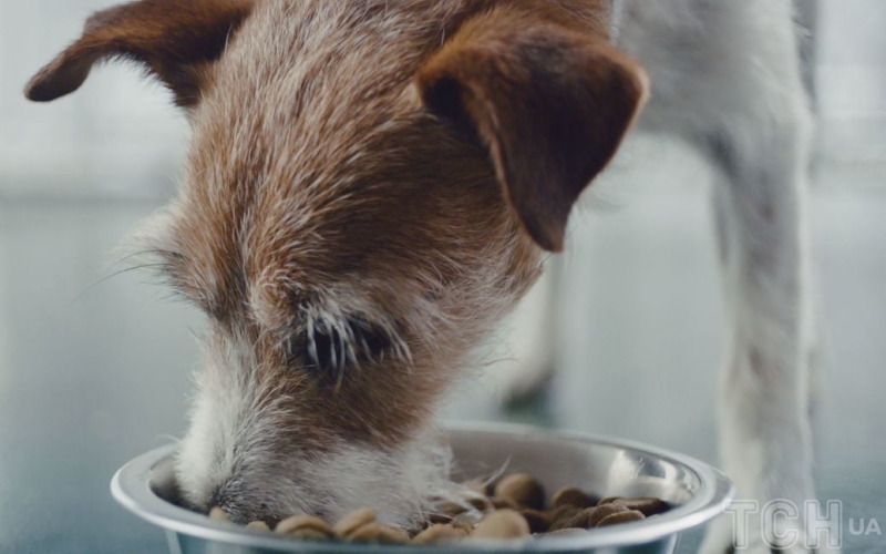 5 найтоксичніших харчових продуктів для вашого собаки