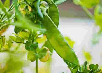 Як виростити рясний урожай гороху: головні правила посадки та догляду