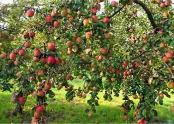 Втратите увесь урожай: які плодові дерева не можна садити парами