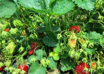 Кущі полуниці приносять низький урожай: 5 ознак, що їх вже не можна врятувати