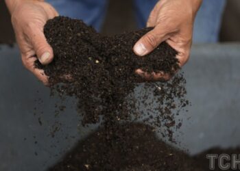 7 способів використання компосту для покращення здоров’я рослин 