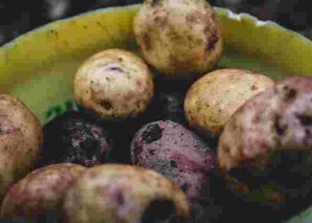 Ніколи не їжте пророслу картоплю: небезпека, про яку ви не знали